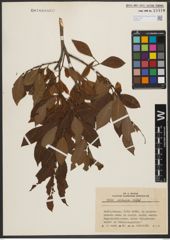 Foto von Salix silesiaca Willd.